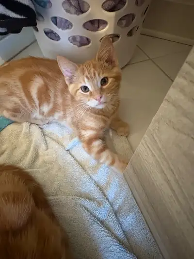 chaton vacciner vermifuger, View more