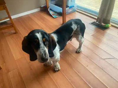 Rehoming a happy, young adult neutered Basset Hound, View more