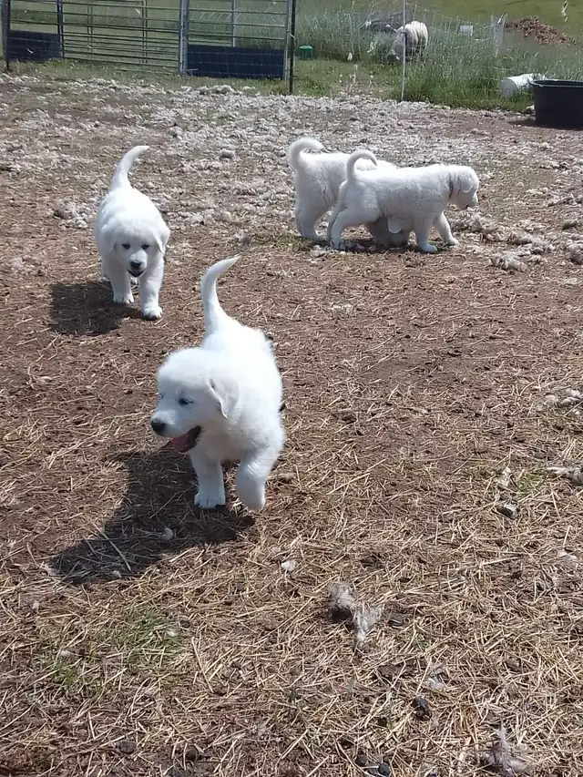 Maremma pyrenees  livestock guardian puppies in Dogs & Puppies for Rehoming in Owen Sound - Image 9