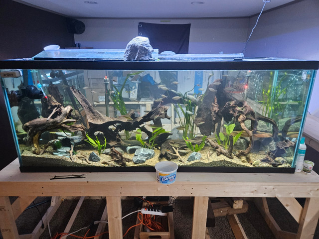 220G Aquarium & Stand (Stocked with fish) in Fish for Rehoming in Lethbridge
