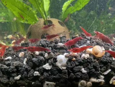 Neocaridina Shrimp - Bloody Mary, View more