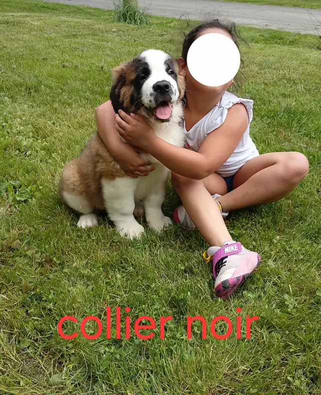 chiot St-Bernard in Dogs & Puppies for Rehoming in Laurentides - Image 3