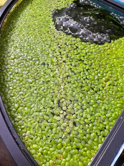 Quite a few of them, can fulfill a 5 gallon tank. Just $5 to take them all!
