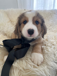 Great Bernese x  Pyrenees  Puppy