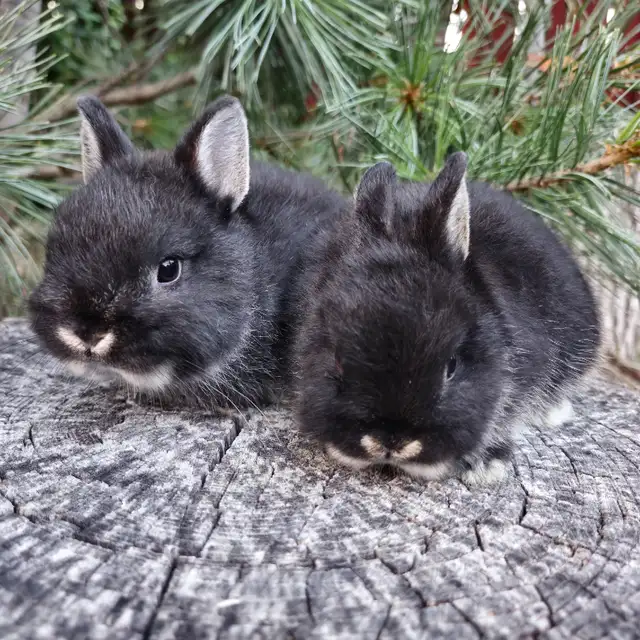 EXTRAORDINAIRE BEBE LAPIN BELIER HOLLANDAIS ET NAIN NÉERLANDAIS in Small Animals for Rehoming in City of Montréal - Image 11
