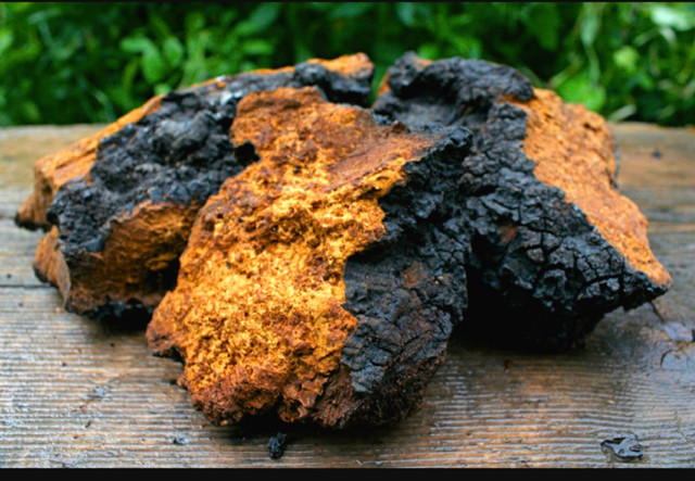 Dried Chaga in Health & Special Needs in Pembroke