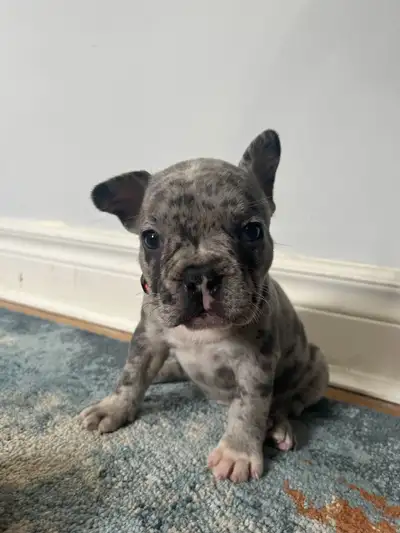 French Bulldog Puppies available!, View more