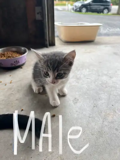 kittens for rehoming, View more