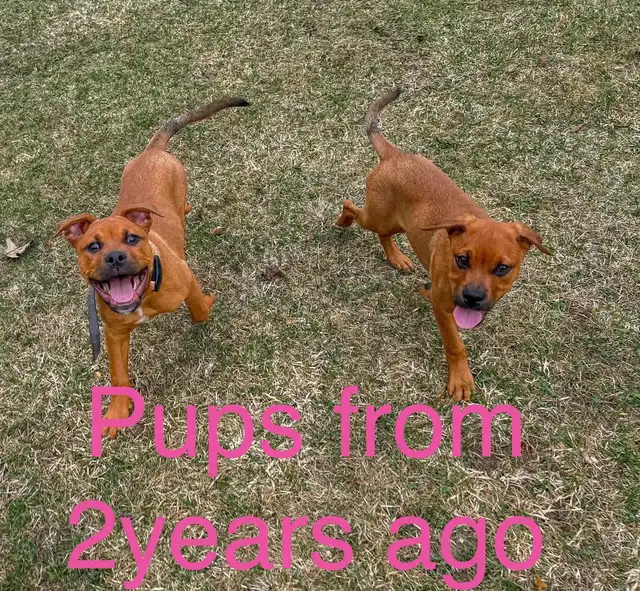 Rottweiler mix puppies in Dogs & Puppies for Rehoming in Oakville / Halton Region - Image 8