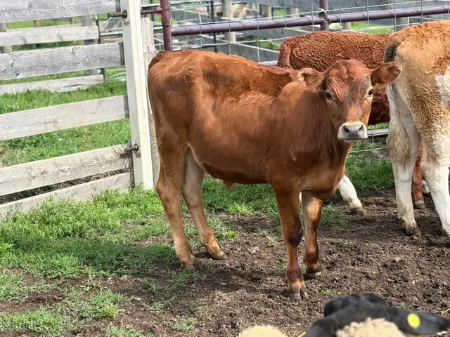 January born steer/heifer calves - Simmental sire in Livestock in Red Deer - Image 4