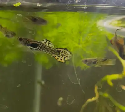 Leopard Guppies, View more