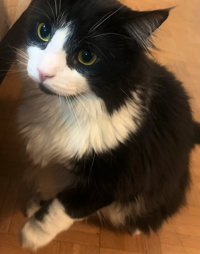 Lovley Bonded Cats URGENT* in Cats & Kittens for Rehoming in City of Toronto - Image 4