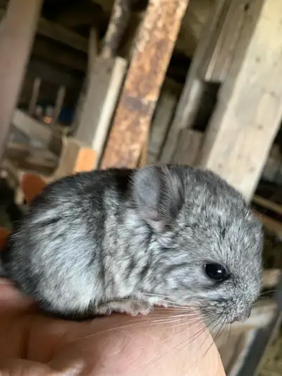 Three baby chinchillas available at weaning handled daily 905-999-4194