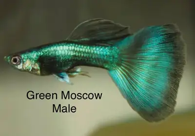Green Moscow Guppy, View more