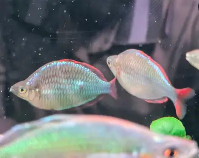 Pracoex Rainbowfish ( Dwarf Neon), View more