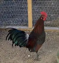  Bantam rooster
