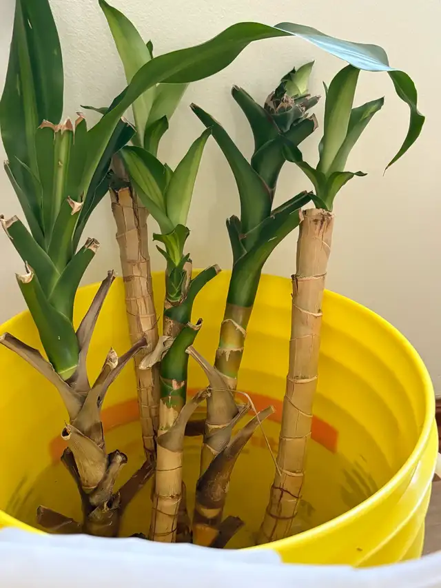 Dracaena fragrans in Plants, Fertilizer & Soil in Mississauga / Peel Region - Image 3