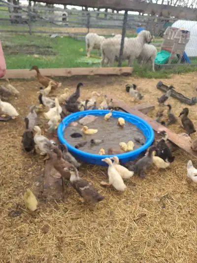Selling in groups of 10 or 20 Mix ducks 2-4 weeks old off heat