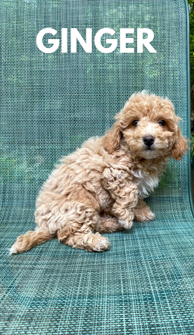 Cute Bichonpoo Puppies m/f's, View more