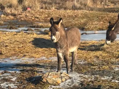 BABY DONKEY FOR SALE, Male (Jack) Donkey Born October 4, 2025. He can be re-homed in March, 2026. He...