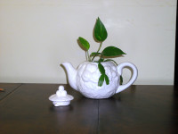 Teapot + lid, white ceramic  sprouts 2 Christmas Cactus + Pathos