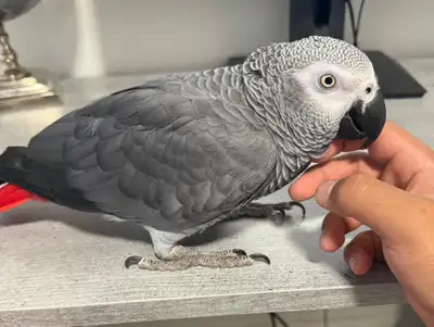 African grey parrot, View more