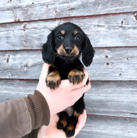 Miniature Long-Haired Dachshund