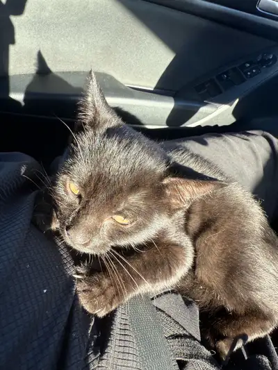 Domestic Shorthair kitten, View more