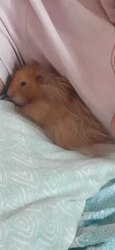 FREE teddy bear Hamster Everything included also free 2 cages Ball Bedding Food Water bottles Please...