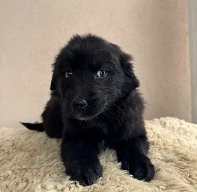 Lab Retriever Mix Puppies in Dogs & Puppies for Rehoming in Burns Lake - Image 4