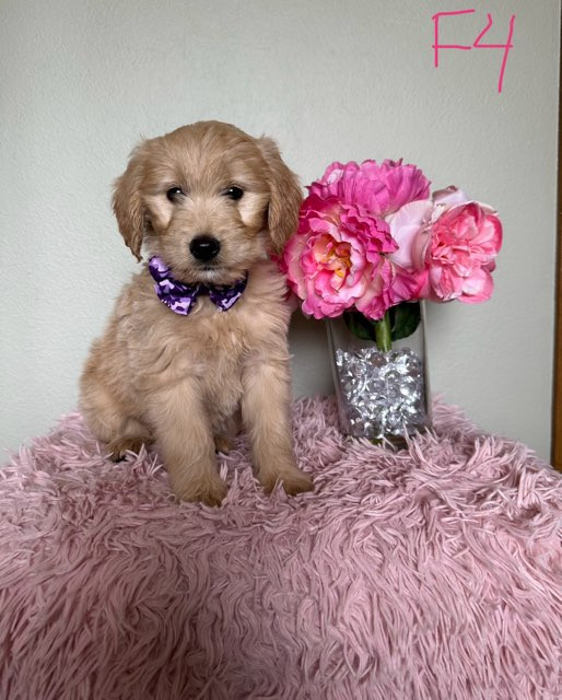 Mini Goldendoodle Puppies Ready to Go! Dogs & Puppies for Rehoming