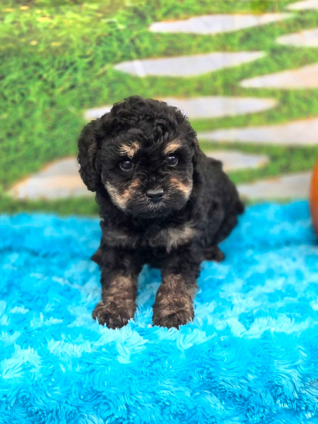 Cockapoos minis dans Chiens et chiots à adopter  à Ville de Montréal - Image 3