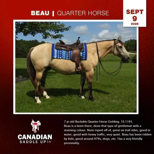 Broke Horses For Sale in Horses & Ponies for Rehoming in Owen Sound - Image 5
