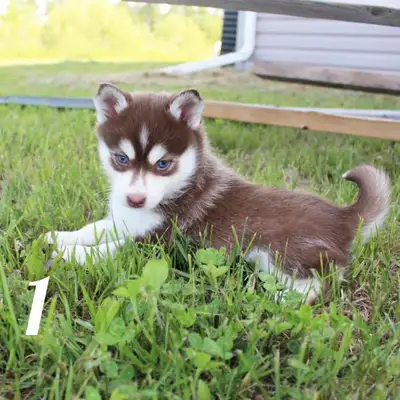 Pomsky Puppies, View more