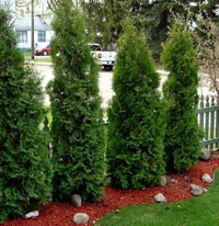 CEDAR TREES FOR SALES –REMOVED AND INSTALLED- EARLY SPRING