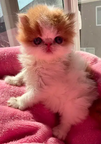 OCEANPURRLS  PERSIAN KITTENS SHOW EXOTIC SHORTHAIRS AND LONG S, View more