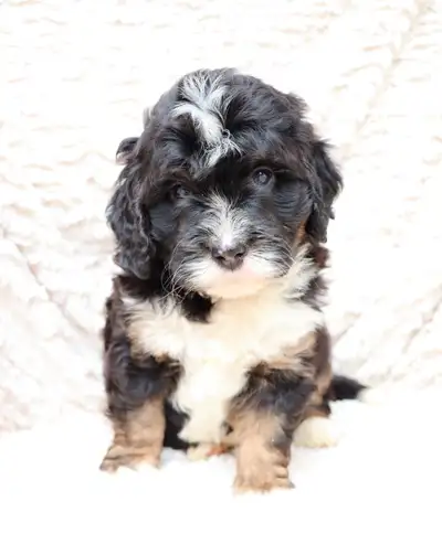 Three adorable Mini F1b Bernedoodle puppies ready to go to their forever homes the weekend of June 2...