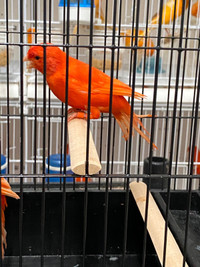 Canary red factor for sale 