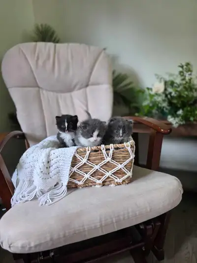 Beautiful long haired kittens!! Only 2 left, View more