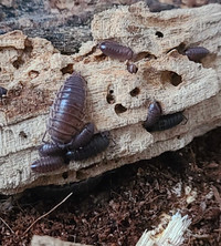Curly isopods!