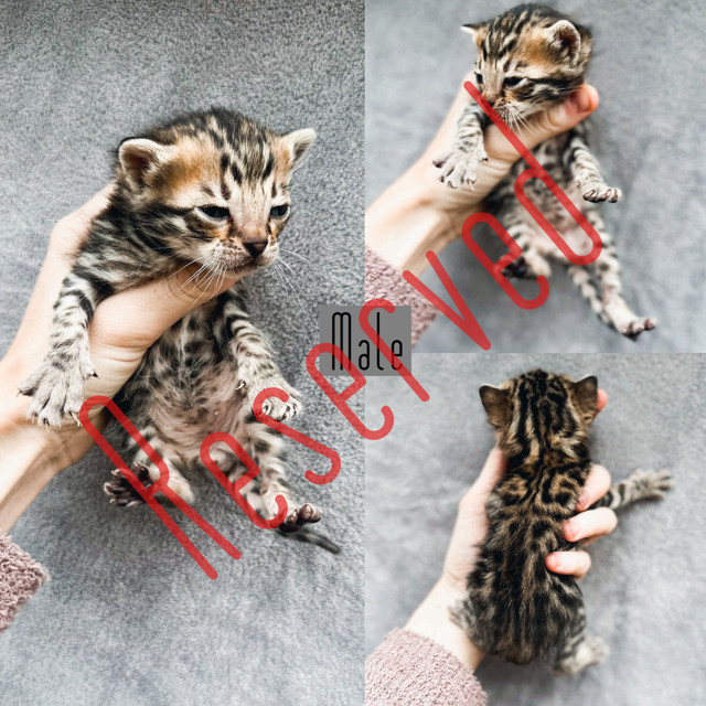 Stunning Quality Bengals  in Cats & Kittens for Rehoming in Nanaimo - Image 4
