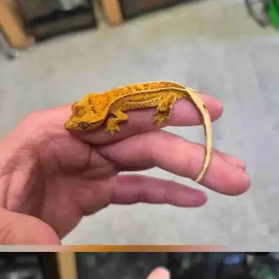 2 bébés geckos à crête, View more
