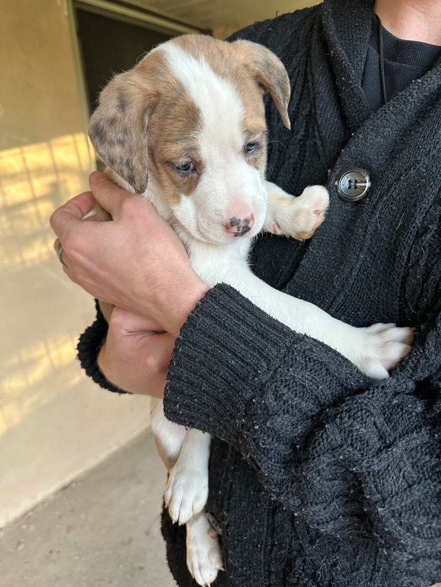 Puppies - Bullmastiff / Miniature Australian Shepard in Dogs & Puppies for Rehoming in Sarnia - Image 2