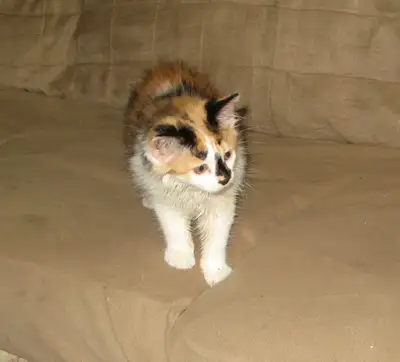 3 kittens and 2 young cats for Rehoming, View more