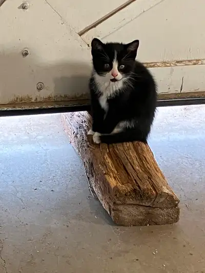 Black and white male kitten to rehome, View more