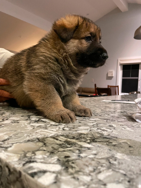  Pure-Bred German Shepherd Puppies! Ready now! in Dogs & Puppies for Rehoming in Oakville / Halton Region - Image 4
