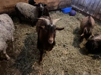 Butcher rams, View more