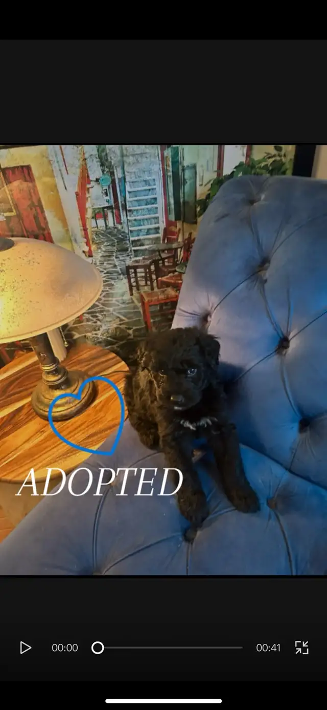 ALL ADOPTED White German Shepherd golden doodle puppies in Dogs & Puppies for Rehoming in Laval / North Shore - Image 4