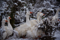 PUREBRED WHITE SEBASTOPOL GEESE