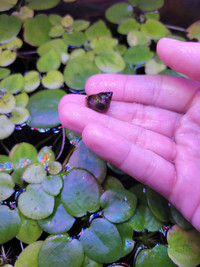 Escargot plante aquarium